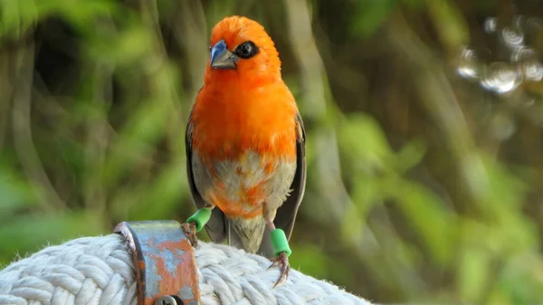 Closeup Red Fody Bird Perching Woven Furniture Praslin Island Seychelles — Foto de Stock