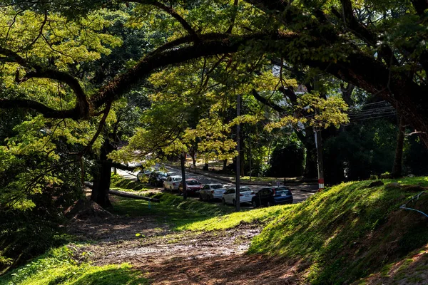 駐車場のある道路の隣の公園の大きな木 — ストック写真