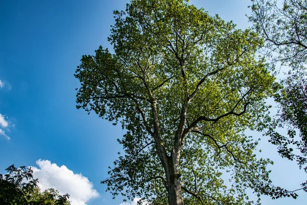 Tiro Ângulo Baixo Uma Grande Árvore Folhas Verde Contra Céu — Fotografia de Stock