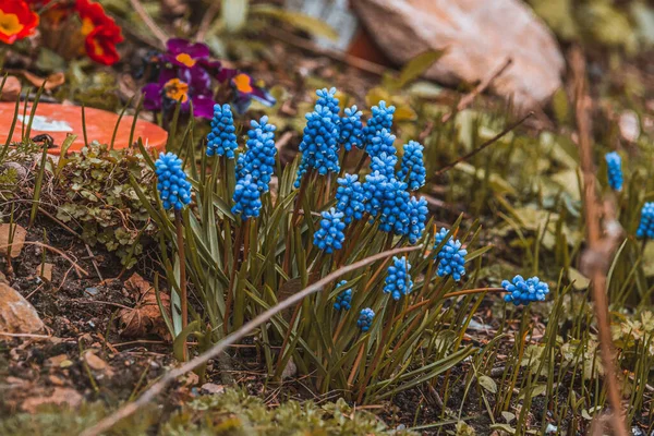 Blauwe Gemeenschappelijke Druif Hyacint Bloem Het Veld — Stockfoto