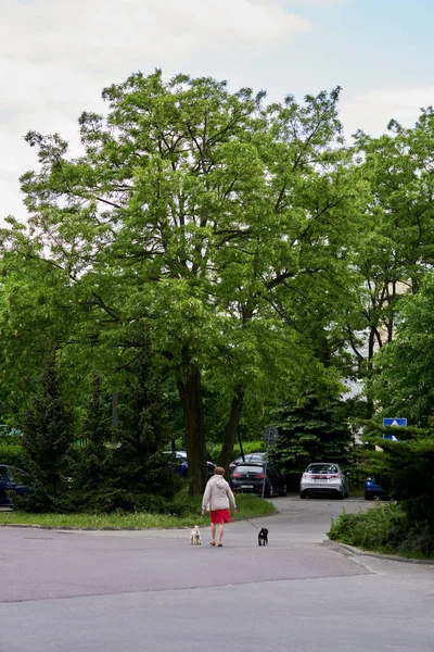 波兰波兹南Stare Zegrze区一个女人和她的狗在街上散步 — 图库照片