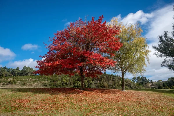 Een Prachtig Shot Van Kleurrijke Bomen Herfst — Stockfoto