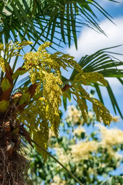 Tropikal palmiye bitkisine yakın çekim