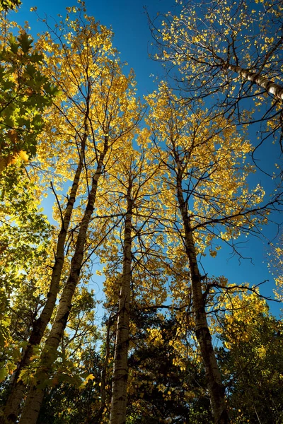 Eine Vertikale Aufnahme Eines Waldes Einem Sonnigen Herbsttag — Stockfoto