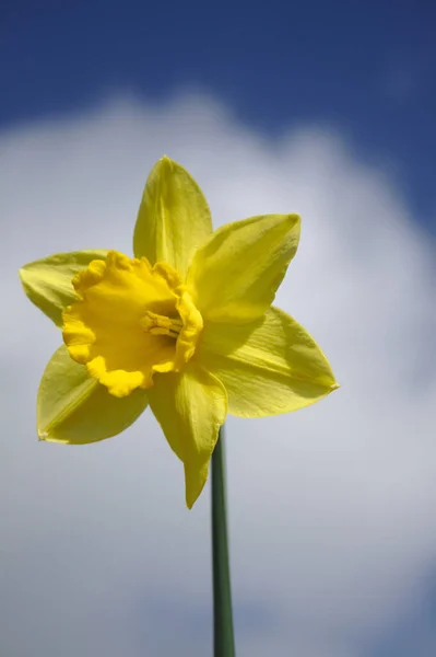 Sarı Nergis Çiçeğinin Dikey Yakın Çekimi Bulutlara Gökyüzüne Karşı — Stok fotoğraf