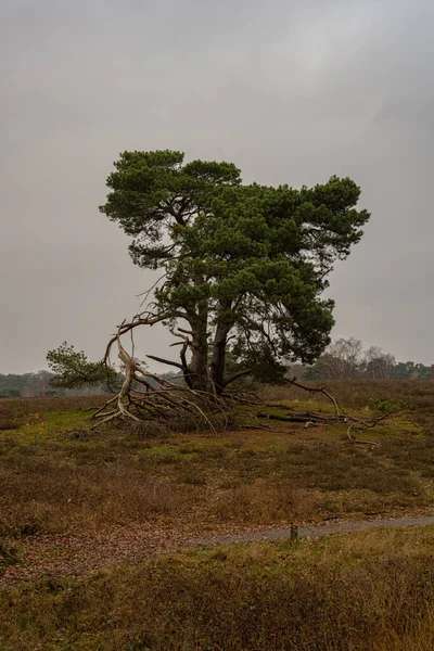 Ένα Κάθετο Πλάνο Ενός Μεγάλου Δομημένου Δέντρου Ένα Καφέ Ζοφερό — Φωτογραφία Αρχείου