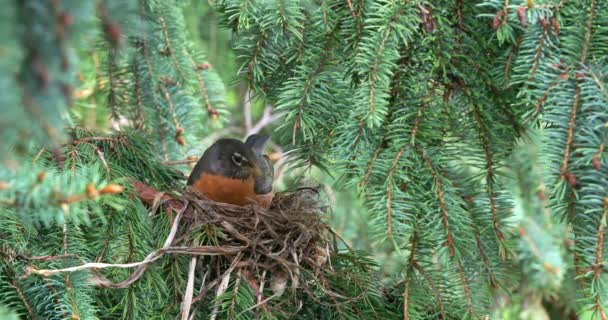 春に木の上に巣を作るロビンの4Kクローズアップ — ストック動画