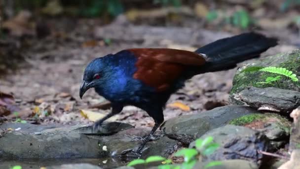 Större Coucal Fågel Dricka Vid Ett Vattenhål Djungeln — Stockvideo