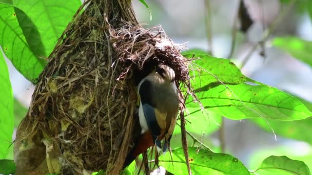 Silver Breasted Broadbill Bird Feeding Chicks Nest — Stock Video