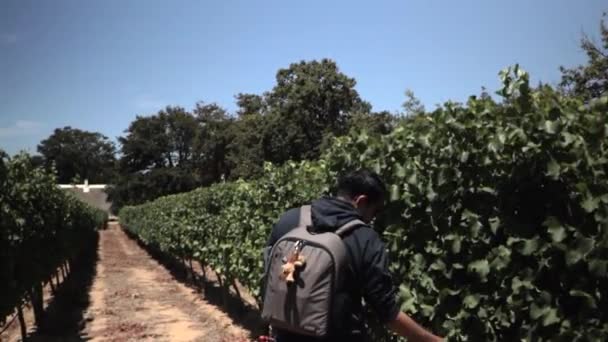 Latynoski Mężczyzna Spacerujący Winnicach Stellenbosch Rpa — Wideo stockowe
