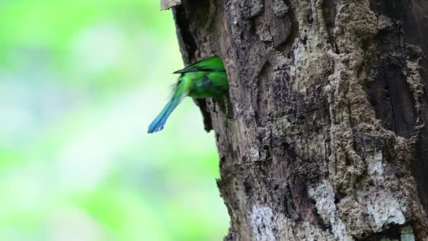 Pájaro Barbudo Orejas Azules Excavando Agujero Para Nido — Vídeo de stock
