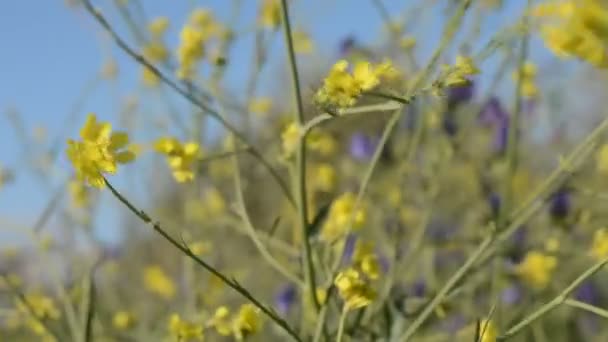 風の強い日に庭の美しい花のクローズアップ — ストック動画
