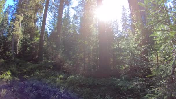 Eine Wunderschöne Landschaft Einem Wald Mit Sonnenlicht Das Durch Die — Stockvideo