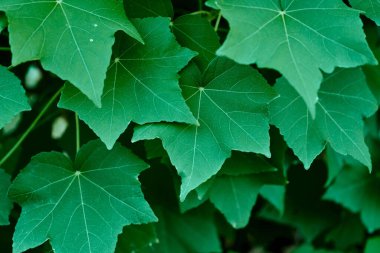 Yeşil akçaağaç yapraklarının yakın çekimi.