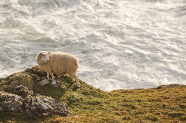 Denize yakın kayalıklarda duran beyaz koyun manzarası