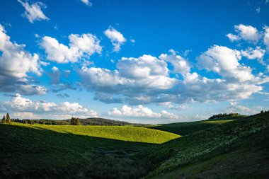 Mavi parlak gökyüzünün altında açan çiçeklerle yeşillik manzarası.