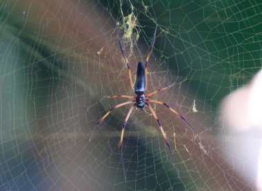 Seyşeller 'de Kırmızı Ayaklı Altın Küre Weaver Örümceği (Nephila inaurata)