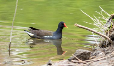 Gorodnya Nehri, Moskova, Rusya Parkı 'ndaki suda yansıyan bir nehirde yüzen sıradan bir bozkır tavuğu.