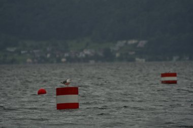 Denizde kırmızı beyaz bir şamandıraya tünemiş bir martı.