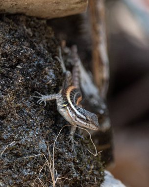Kaba bir yüzeyde seçici bir kertenkele.