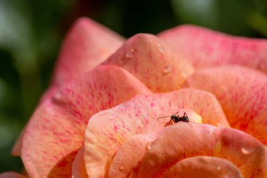 Yağmurlu pembe bir gülün makro çekimi ve yaz güneşinin yapraklarında küçük bir karınca bulanık yeşil bir arka planda.