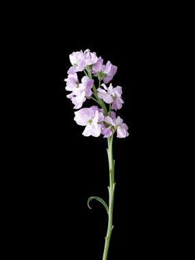 Mor dekoratif çiçeklerin dikey çekimi koyu bir arkaplanda izole edilmiş.