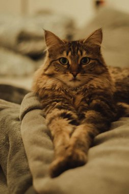 Güzel bir kedi bir odada kanepede yatar ve dinlenir.