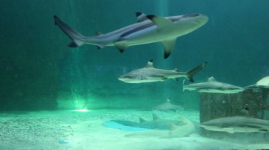 Deniz dünyasının güzel bir manzarası Ancol Jakarta, Akvaryum Kuzey Jakarta, Endonezya