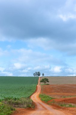 Brezilya 'daki bir tarla tarlasının dikey görüntüsü.