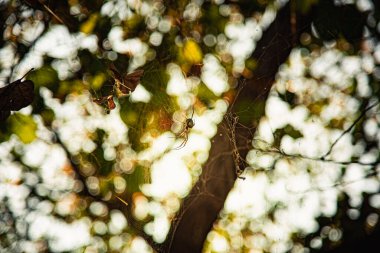 Ormanda gün batımının bulanık ışıkları altında güzel bir akçaağaç ve yeşil yaprak görüntüsü.