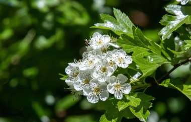 Crataegus monogyna çiçekli bir dal, bahar, çiçek
