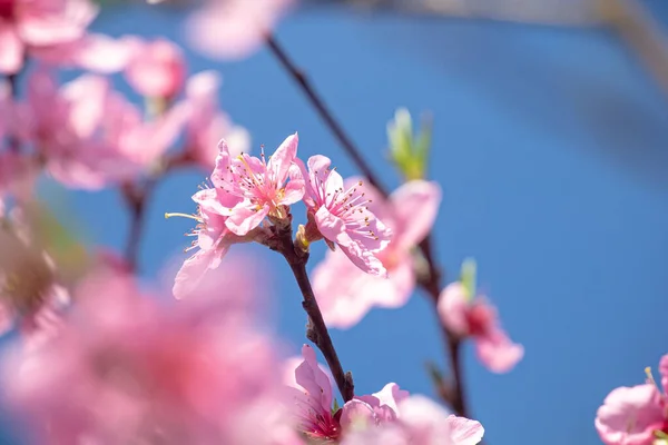 Mooie Bloem Van Bloeiende Amandelboom — Stockfoto