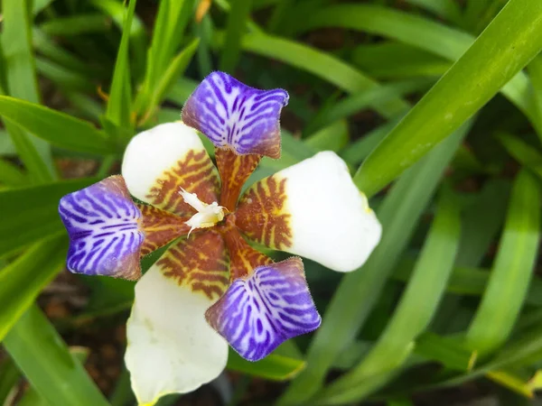 Gros Plan Une Belle Fleur Iris Ambulant Avec Des Feuilles — Photo