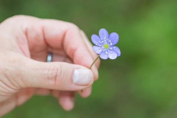 Mano Hombre Irreconocible Con Flor Lila Mano Con Fondo Verde — Foto de Stock