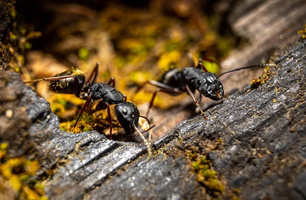 Closeup Shot Two Ants Walking Wooden Surface — Stock Photo, Image