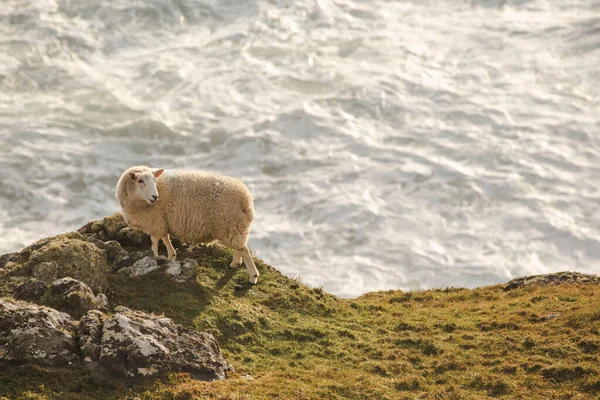 Denize yakın kayalıklarda duran beyaz koyun manzarası