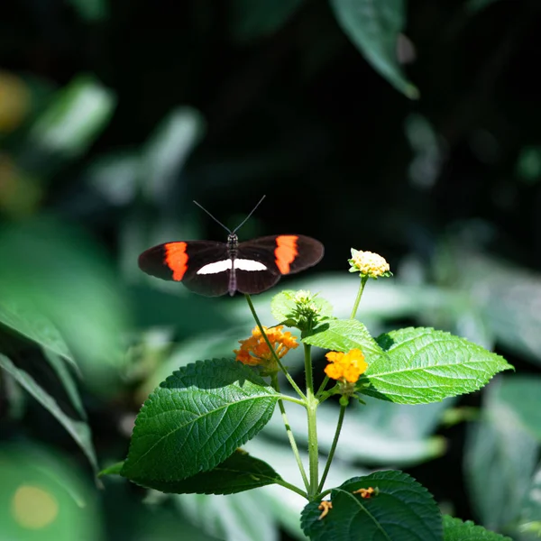 Closeup Postman Butterfly Heliconius Melpomene Flower — Stock Photo, Image