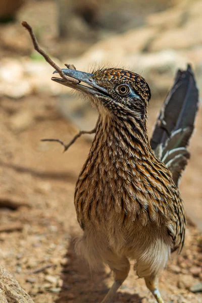 Vertikal Närbild Gök Fågel Med Kvist Näbben — Stockfoto