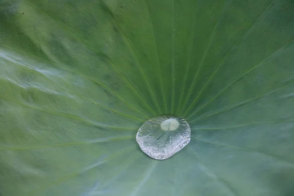 Close Green Leaf Dew — Photo