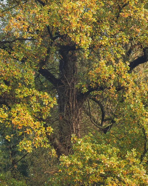 Gündüz Vakti Gür Gür Bir Orman — Stok fotoğraf