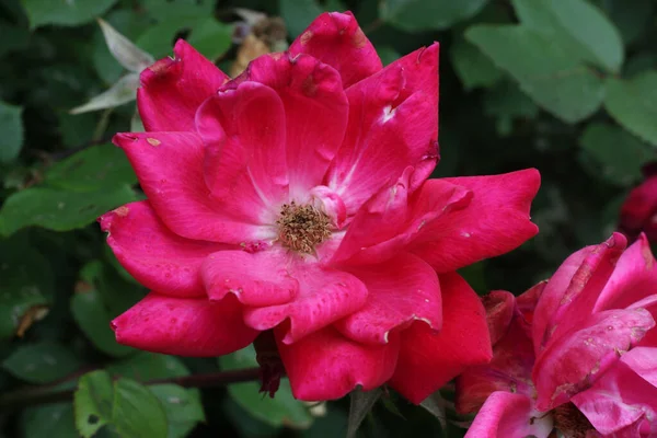 Closeup Shot Pink Roses Blossoming Garden — Photo
