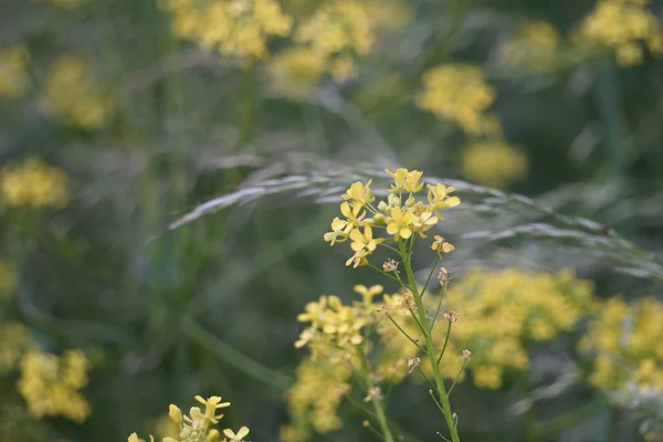 Een Selectieve Focus Van Een Koolzaadplant Met Gele Bloemen — Stockfoto