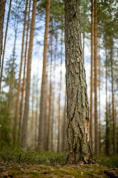 Güneşli bir günde ormandaki yeşil yüksek ağaçların olduğu bir manzara.