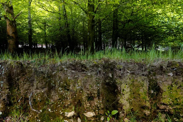 Kırsaldaki Yeşil Bir Ormanın Güzel Manzarası — Stok fotoğraf