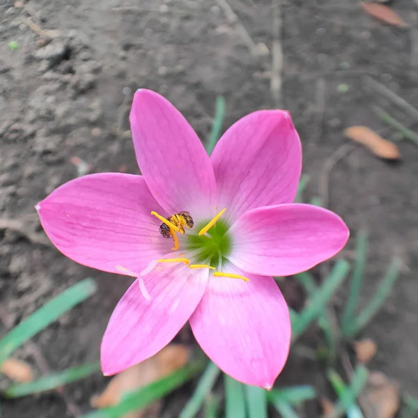 Une Belle Pluie Rose Lilly Avec Nom Scientifique Zephyranthes Minuta — Photo