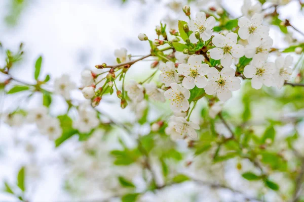 Close Flores Cereja Primavera Parque — Fotografia de Stock