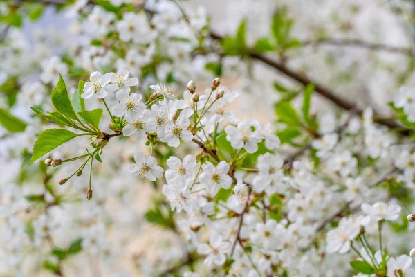 Close Shot Beautiful Cherry Blossoms Spring — Stock Photo, Image