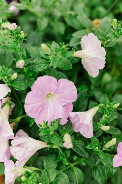 Selective Focus Shot Soft Purple Petunia Flowering Plants Growing Garden — Foto de Stock
