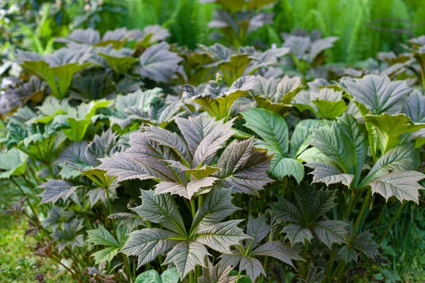 庭でのロジェリアの植物のクローズアップショット — ストック写真