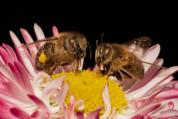 Closeup Honeybees Pink Flower Black Background — Stock Photo, Image